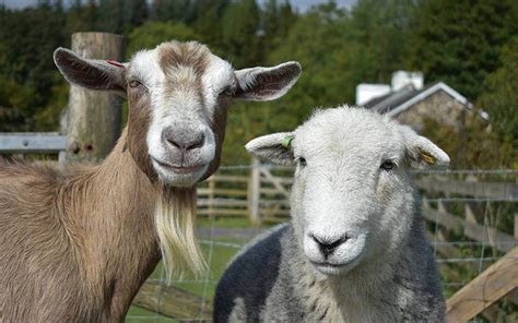 Sheep And Goats – Four Star Veterinary Service