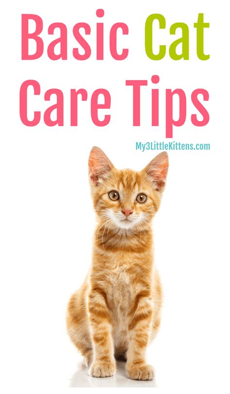 important basic cat care tips    kittens