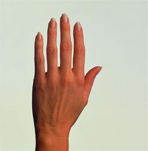 top view of the healthy hand of a woman photograph by phil jude science
