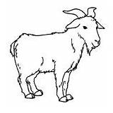 Coloring Pages Goat Standing sketch template