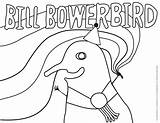 Bowerbird Burke sketch template