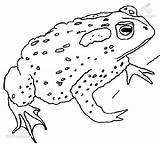 Coloring Frog Frogs Animals Viewed Kb Size sketch template