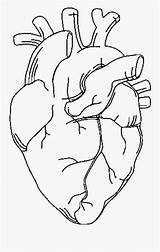Heart Human Coloring Pages Anatomy Printable Muscle Kids  Vhv Rs Size sketch template