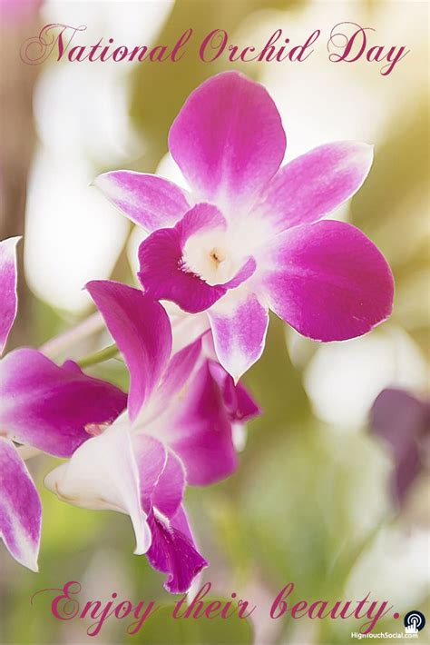 national orchid day enjoy  beauty beauty salon design