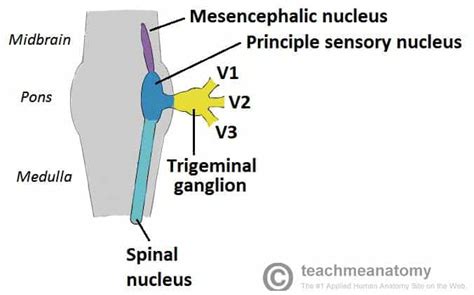 maxillary division   trigeminal nerve cnv teachmeanatomy