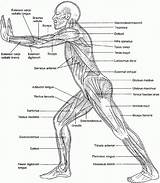 Coloring Muscle Muscles Pages Anatomy Popular sketch template