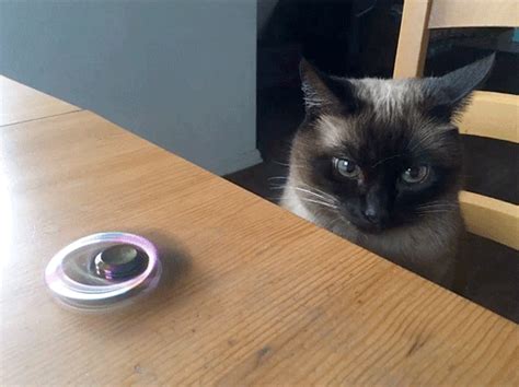 siamese cat s find and share on giphy