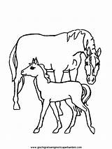 Cavalli Cavallo Animali sketch template