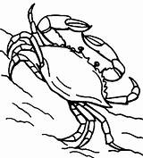 Crab Explorador Cangrejo sketch template