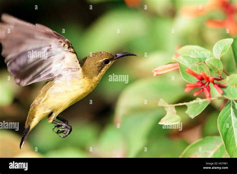 olive backed sunbird cinnyris jugularis hovering singapore stock