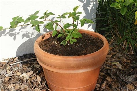 grow blackberries  pots plant instructions