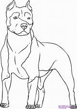Coloring Pages Pitbull Printable Popular sketch template