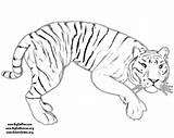 Tiger Coloring Pages Printable Outline Kids Popular Animal Baby Coloringhome sketch template