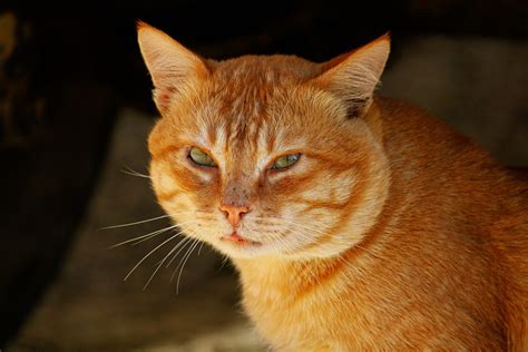 cute ginger cat pixahive