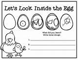 Egg Chicken Cycle Life Hatching Chicks Class Eggs Kids School Baby Printables Worksheets Chart Teacherspayteachers Unit sketch template