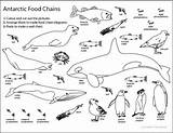 Chain Food Antarctic Coloring Antarctica Sheet Pages Web Printable Animals Activity Ocean Kids Science Chains Sheets Click Color Studyladder Life sketch template