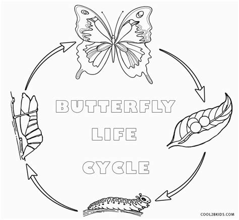 butterfly life cycle coloring pages butterfly coloring page insect