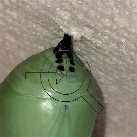 this monarch butterfly chrysalis has a vertical line under the cremaster therefore the gender is