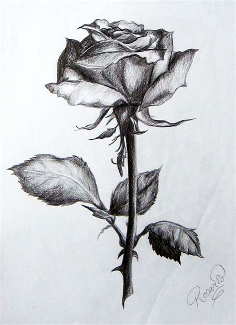 Resultado De Imagen Para Dibujos De Rosas A Lapiz