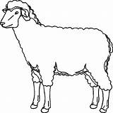 Pecore Pecora Mouton Sheep Oveja Presepe Stampare Gregge Schafe Disegnidacoloraregratis Megghy Cani Capra sketch template