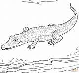 Caiman Spectacled Coloring Pages Printable Animals Color sketch template