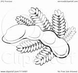 Tamarind Fruit Clipart Outlined Leaves Illustration Vector Royalty Perera Lal 2021 Without sketch template