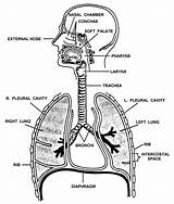 Respiratory System Throat Figure Cardiopulmonary Resuscitation sketch template