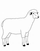Mouton Animaux Coloriages Sheep Imprimer sketch template