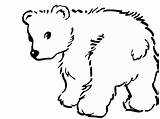 Bear Outline Drawing Polar Cute Getdrawings sketch template