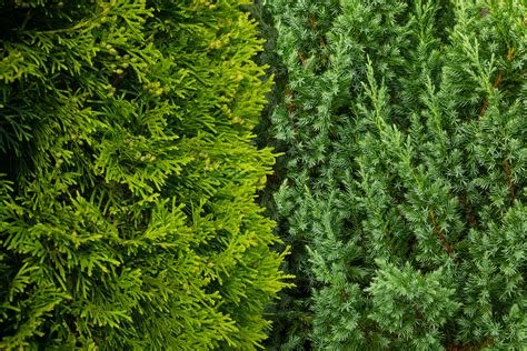 arborvitae  juniper  privacy landscapingbasecom