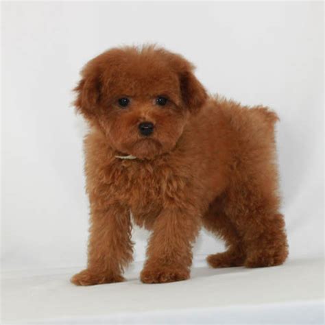 available puppies red and apricot poodles scarlet s fancy poodles