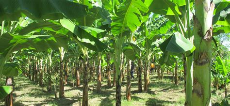 start plantain  banana farming  nigeria detail guide