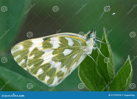 butterfly features stock photo image  antenna field