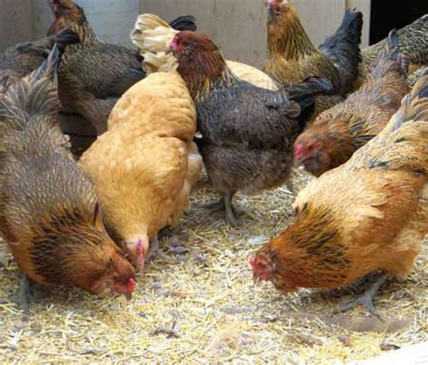 what to feed laying hens modern farming methods