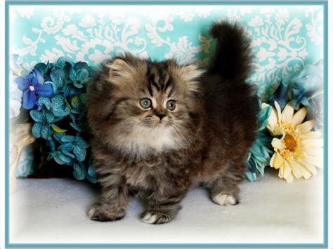 teacup size persian kittens biological science picture directory