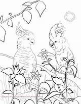 Cockatoo Sulphur Cockatoos Crested Getdrawings Coloringbay sketch template