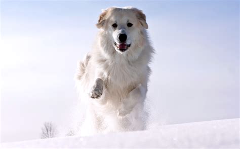 white snow dog runing wallpapers hd desktop  mobile backgrounds