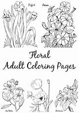 Coloring Pages Adult Floral Petunia Fairy Graphics Themed Printable Color Print Bulb Flowering Getcolorings sketch template