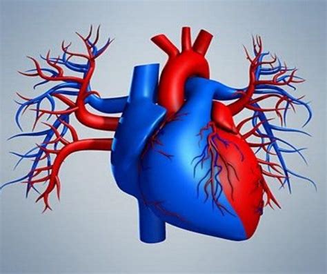 heart diagram templates sample  format
