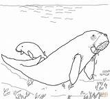 Dugong Coloring Pages Printable Baby Drawing Supercoloring Getcolorings Color Paper Categories sketch template