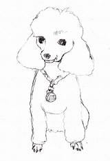 Poodle Poodles Pudel Puppy Caricature Ausmalbilder Sketching Coloringhome Hunde Dragoart sketch template