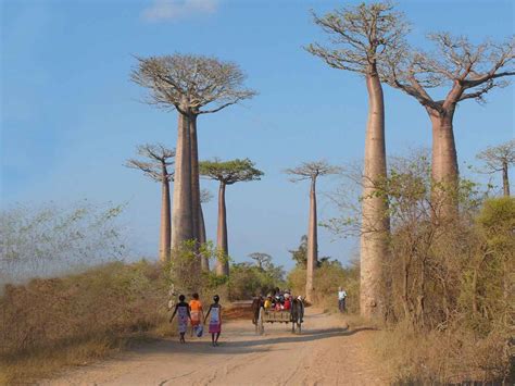 madagaskar reise mit pangalan und tsiribihina bootsfahrten lemuren