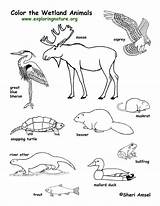 Ecosystem Wetland Pond Wetlands Habitats Omnivores Herbivores Carnivores Habitat sketch template