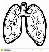 Lungs Lung Human Clipart Sketch Vector Illustration Body Doodle Preview sketch template