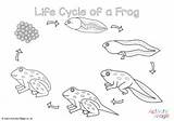 Frog Cycle Frogs sketch template