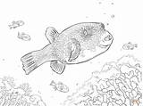 Fish Coloring Pages School Puffer Blue Red Color Printable Colouring Comments Getcolorings Coloringhome sketch template