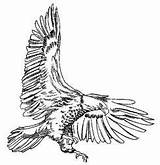 Eagle Clipart Bald Drawing Wedge Clip Tailed Hunting American Soaring Bw Coloring Cliparts Eagles Cool Tail Colouring Library Results Search sketch template