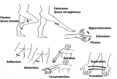 types  body movement nursing fundamentals