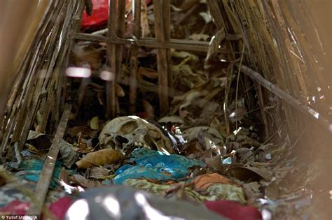 trunyan the balinese village where bodies rot in cages daily mail online