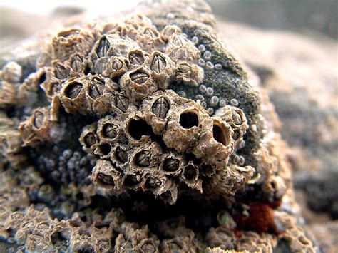 sea  barnacle national marine sanctuary foundation